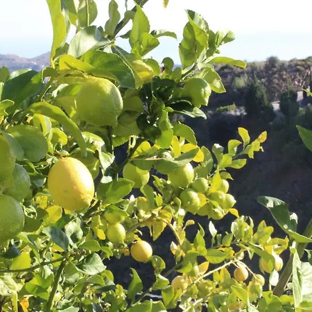 Pura Vida Andalusien Oda ve Kahvaltı Algarrobo